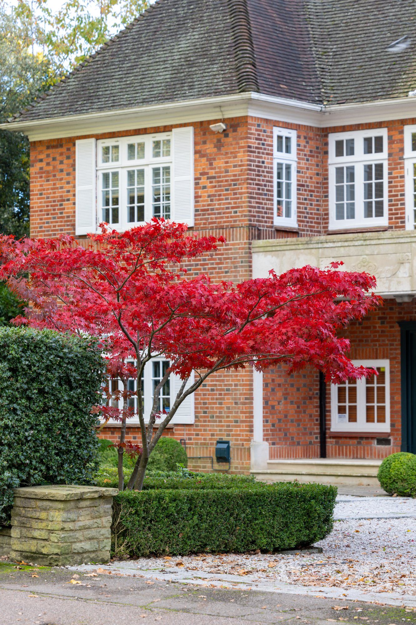 Brick period home with red Japanese maple in garden